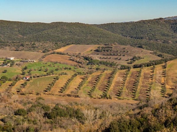 casa indipendente in vendita a Magliano in Toscana in zona Montiano