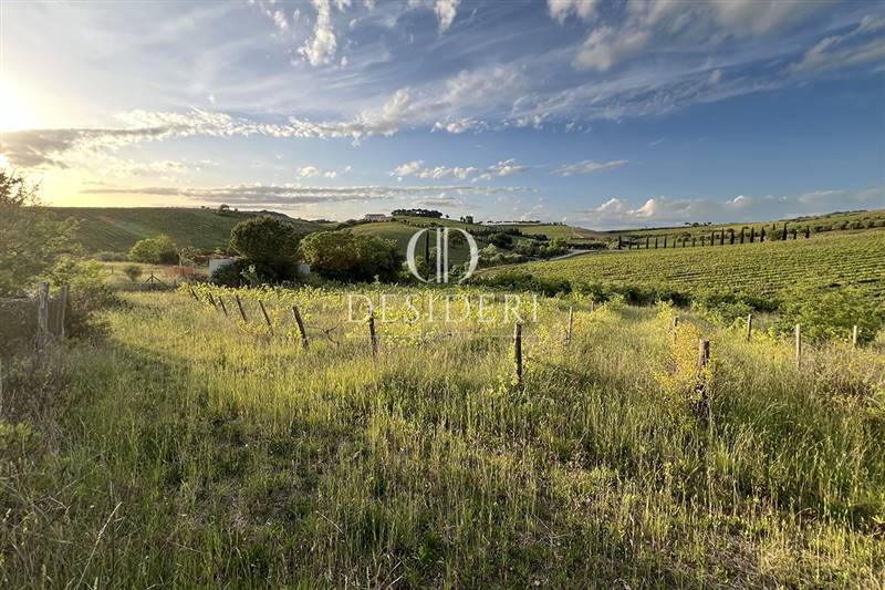 azienda agricola in vendita a Magliano in Toscana in zona Montiano