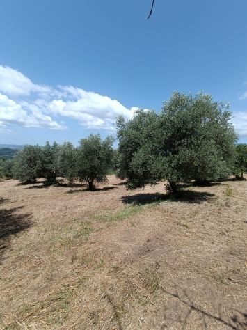 terreno agricolo in vendita a Manciano in zona Saturnia