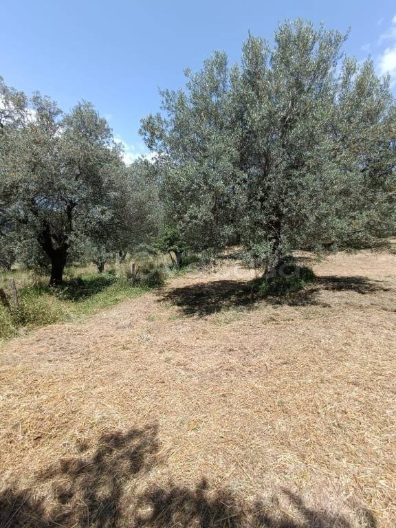 terreno agricolo in vendita a Manciano in zona Saturnia