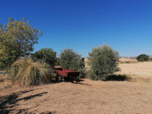 terreno agricolo in vendita a Manciano