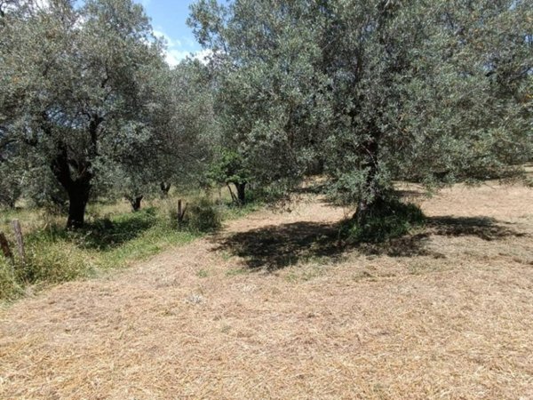 terreno agricolo in vendita a Manciano in zona Saturnia