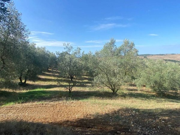 terreno agricolo in vendita a Manciano in zona Saturnia
