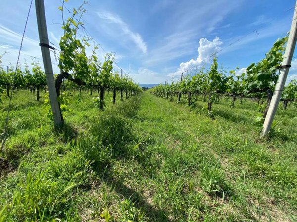 terreno agricolo in vendita a Manciano in zona Saturnia