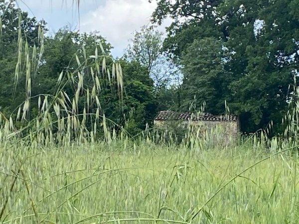 terreno agricolo in vendita a Manciano in zona Saturnia