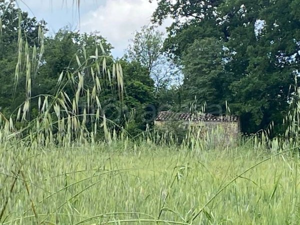 terreno agricolo in vendita a Manciano in zona Saturnia
