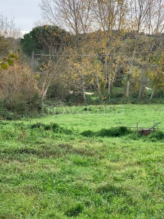 terreno agricolo in vendita a Manciano in zona Montemerano