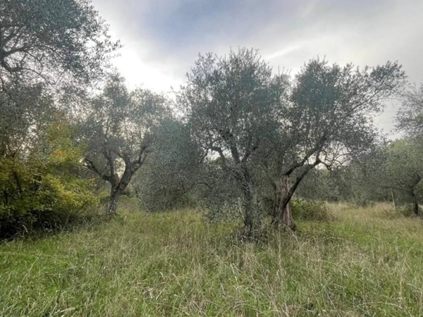 terreno agricolo in vendita a Manciano in zona Saturnia