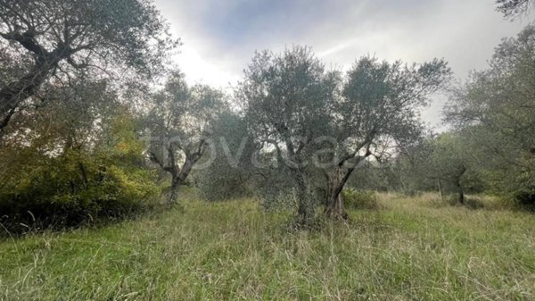 terreno agricolo in vendita a Manciano in zona Montemerano