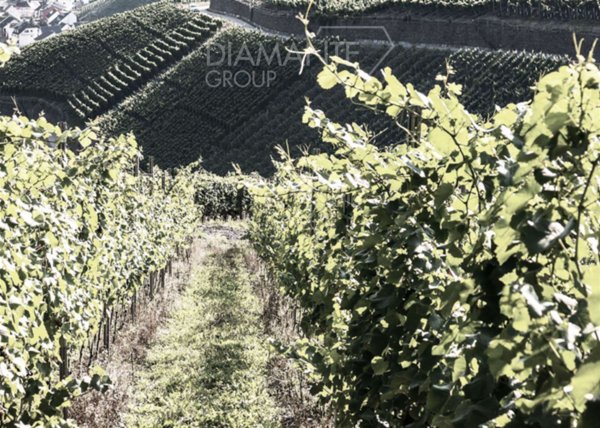 azienda agricola in vendita a Manciano