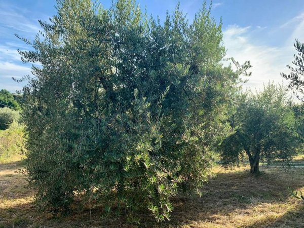 terreno agricolo in vendita a Manciano in zona Montemerano