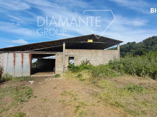 azienda agricola in vendita a Manciano