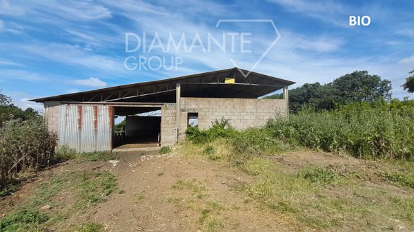 azienda agricola in vendita a Manciano