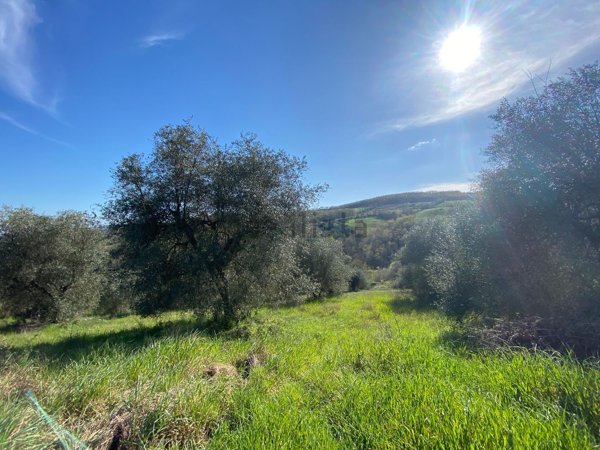 terreno agricolo in vendita a Manciano in zona Poggio Murella