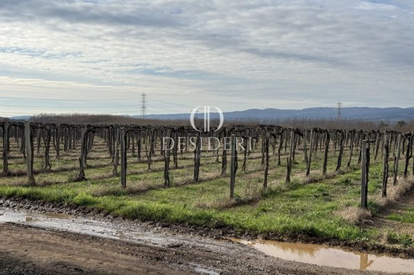 negozio in vendita a Manciano in zona Montemerano