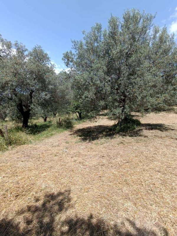 terreno in vendita a Manciano in zona Capanne