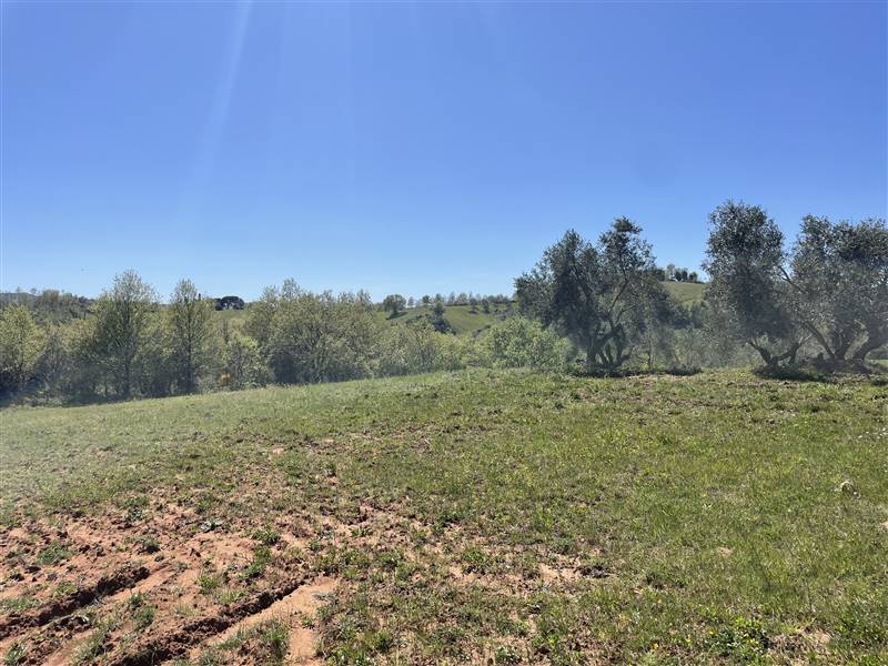terreno agricolo in vendita a Manciano
