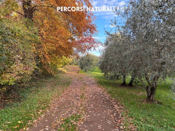 terreno agricolo in vendita a Massa Marittima