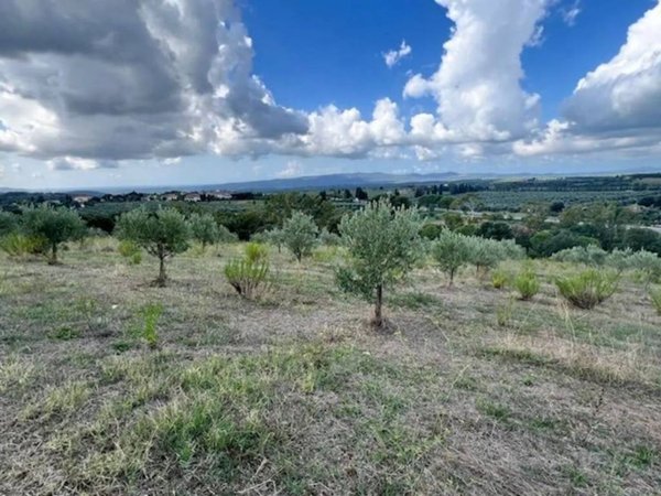 terreno agricolo in vendita a Massa Marittima