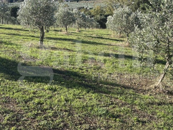 terreno agricolo in vendita a Massa Marittima in zona Valpiana