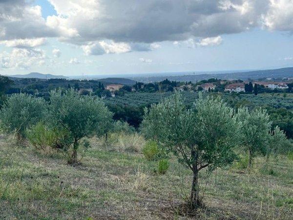 terreno agricolo in vendita a Massa Marittima