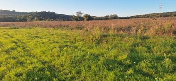 terreno agricolo in vendita a Massa Marittima