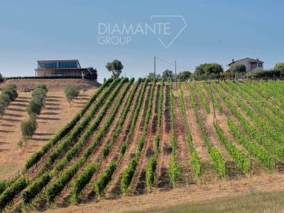 azienda agricola in vendita a Massa Marittima