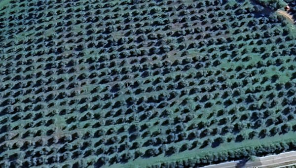 terreno agricolo in vendita a Massa Marittima