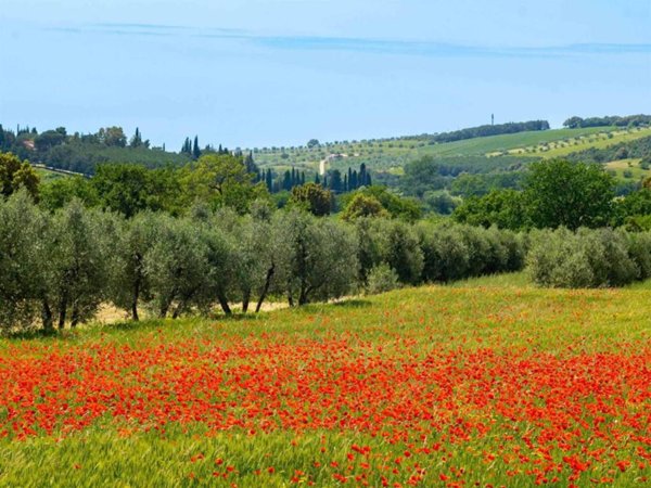 appartamento in vendita a Massa Marittima