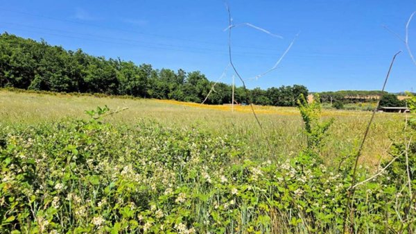 azienda agricola in vendita a Massa Marittima
