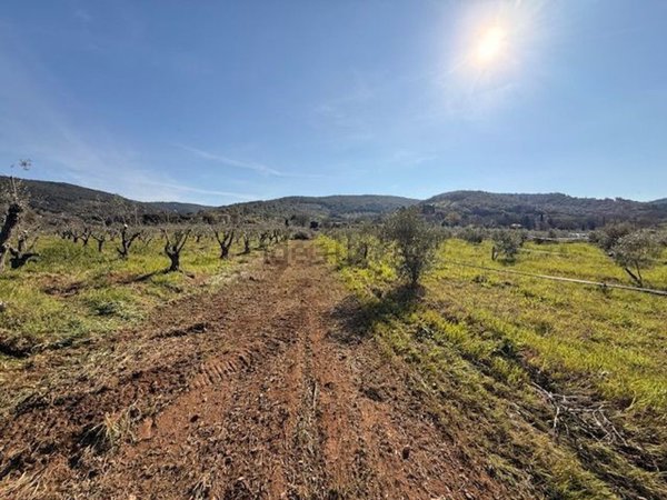 terreno agricolo in vendita a Massa Marittima