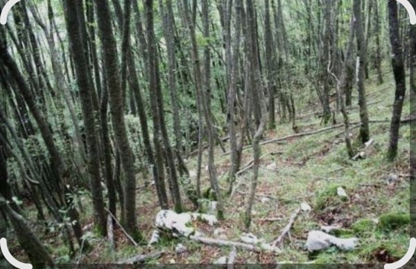 terreno agricolo in vendita a Massa Marittima