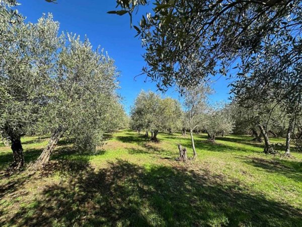 terreno agricolo in vendita a Massa Marittima in zona Ghirlanda