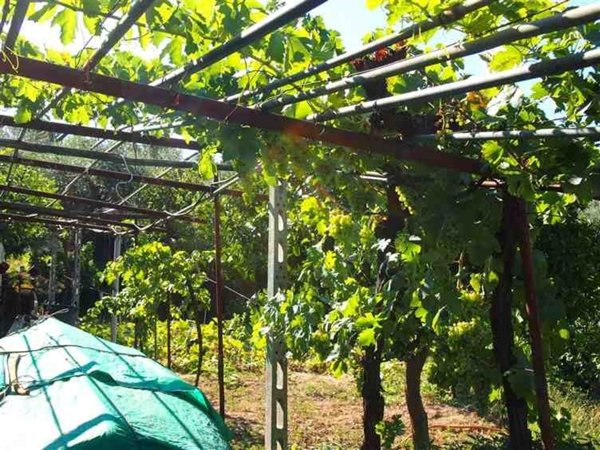 terreno agricolo in vendita a Monte Argentario in zona Porto Ercole