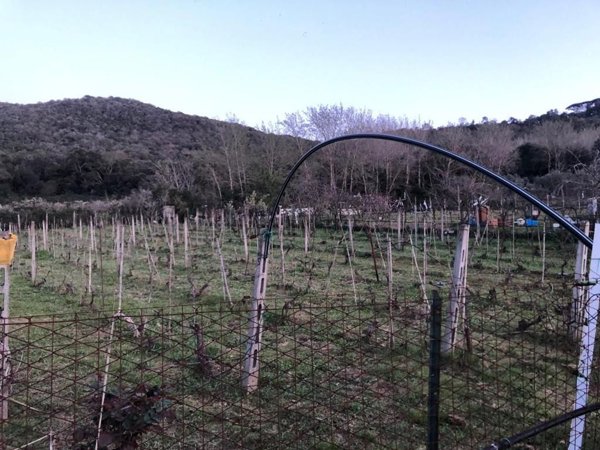 terreno agricolo in vendita a Monte Argentario