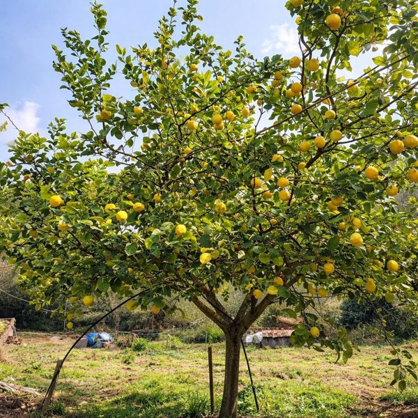appartamento in vendita a Monte Argentario in zona Porto Santo Stefano