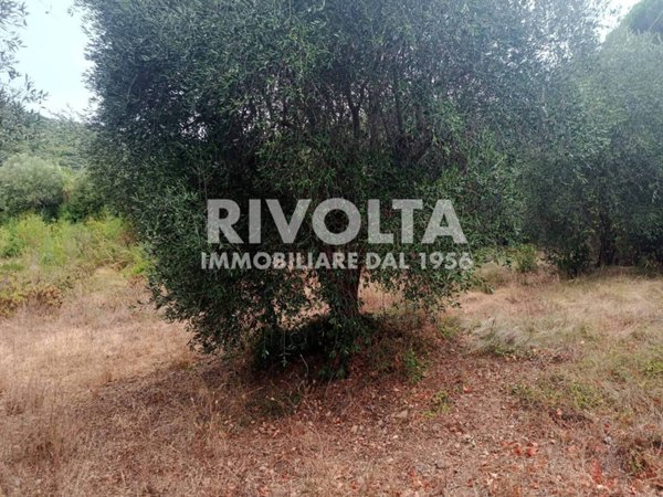 terreno agricolo in vendita a Monte Argentario in zona Terrarossa