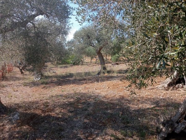 terreno agricolo in vendita ad Orbetello in zona Ansedonia