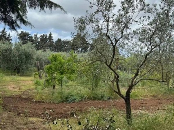 terreno agricolo in vendita ad Orbetello in zona Ansedonia
