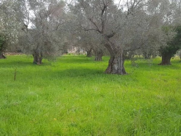 terreno agricolo in vendita ad Orbetello