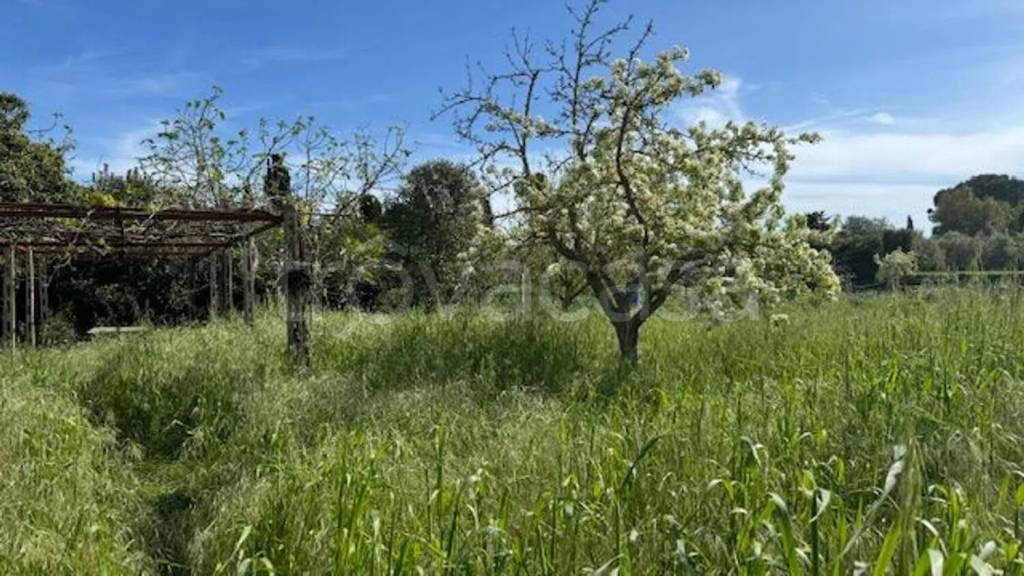 terreno agricolo in vendita ad Orbetello