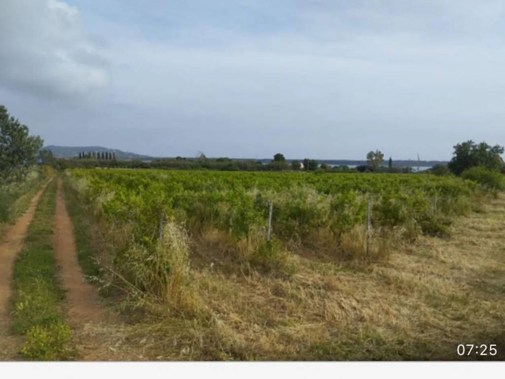terreno agricolo in vendita ad Orbetello