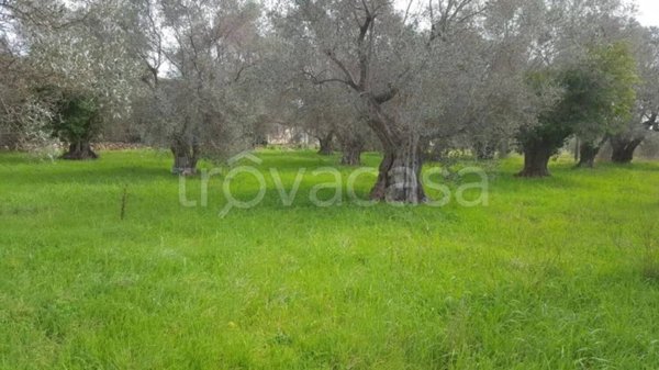 terreno agricolo in vendita ad Orbetello