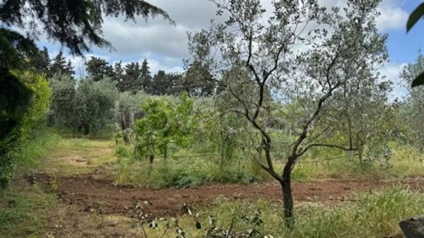 terreno agricolo in vendita ad Orbetello in zona Ansedonia