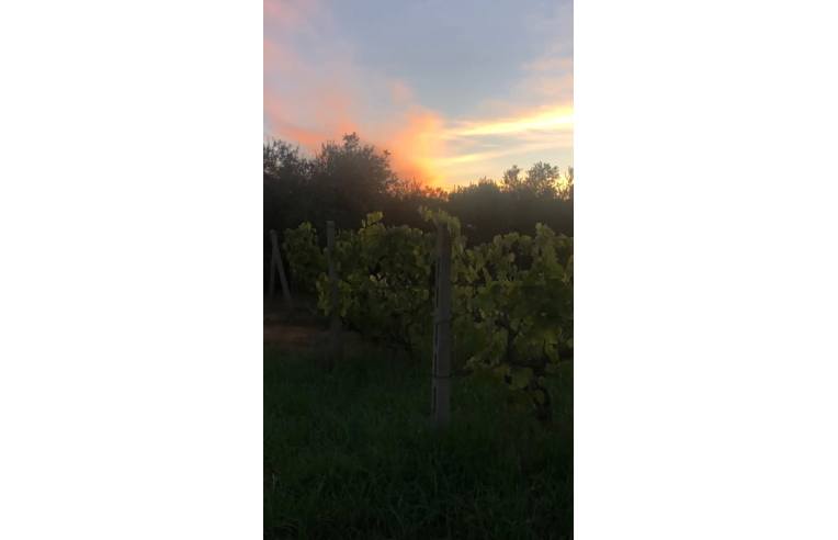 terreno agricolo in vendita ad Orbetello