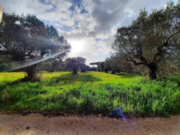 terreno agricolo in vendita ad Orbetello
