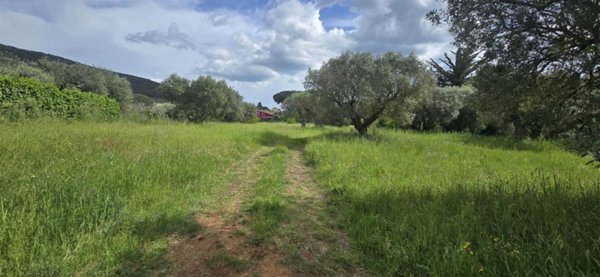 terreno agricolo in vendita ad Orbetello