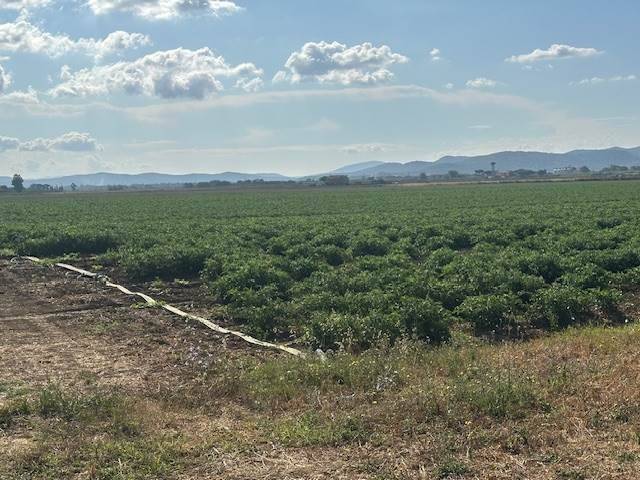 terreno agricolo in vendita ad Orbetello