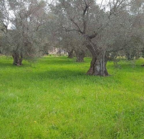 terreno agricolo in vendita ad Orbetello