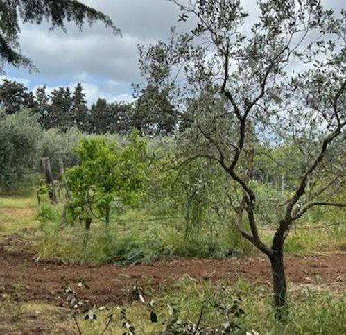 terreno agricolo in vendita ad Orbetello in zona Ansedonia